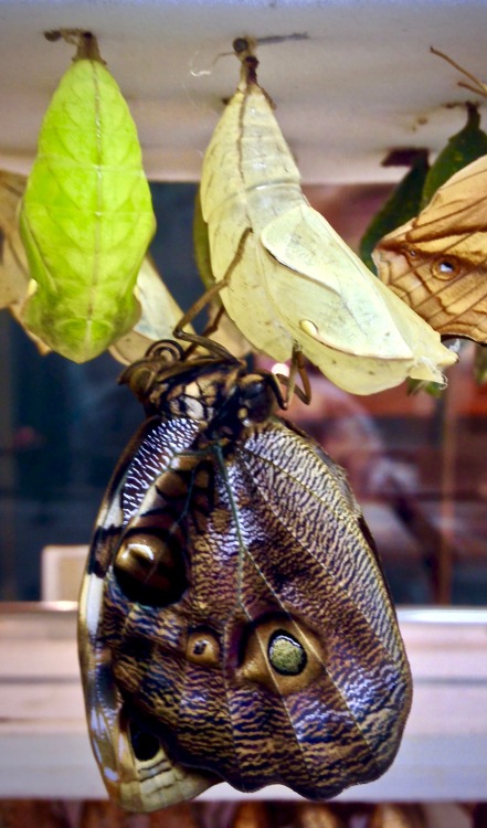 Narrow-banded owl (Opsiphanes tamarindi)The stages after emerging from a chrysalis. 