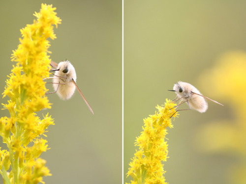 blanketflowerbees:
“  Bee Fly (Anastoechus nitidulus)
”
he do