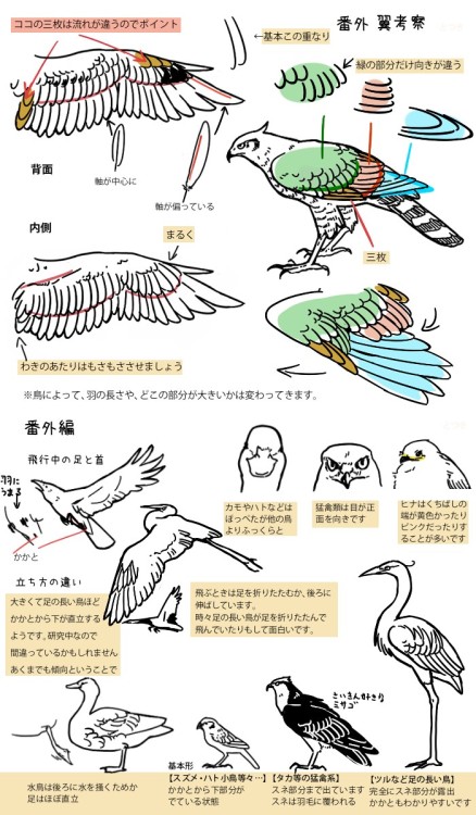 digiartlab: 鳥やタカを描いてみよう How to Draw Birds 