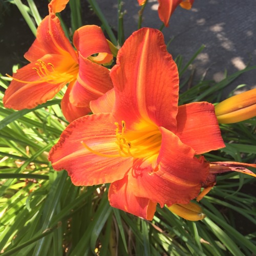 baearth:  the flowers in my neighborhood are so pretty