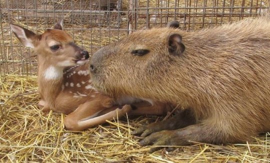 screambirdscreaming:  cantavier:  gaylor-moon:  lizardsister:  33v0:  33v0:  what is it about capybaras that attracts groups of small animals to them? Its not just mammals either its like birds and turtles and frogs too   look at this shit They radiate