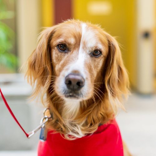 Boomer, (8-y-o), Springer Spaniel/Irish Setter mix, Red River College, Winnipeg. “He’s a happy dog, 