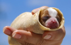 awwww-cute:  This god damn puppie is in a god damn tortilla