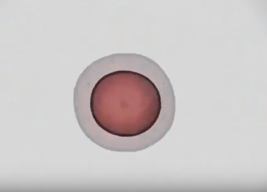 Fullmetal Alchemist and sexual reproduction