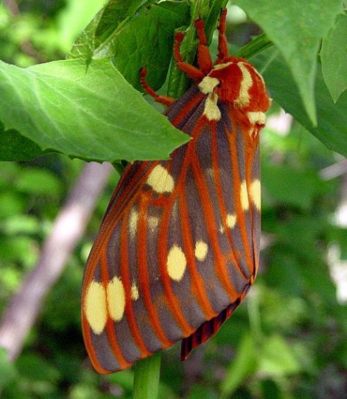 cool-critters:  Regal moth (Citheronia regalis) The regal moth is a North American moth in the saturniidae family. The caterpillars are called hickory horned devils. The adult has a wingspan of 9.5-15.5 cm. The adult moth is the largest moth by mass