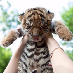 cute-overload:  Behold the Tiger Kinghttp://cute-overload.tumblr.com source: http://imgur.com/r/aww/bztPbvC