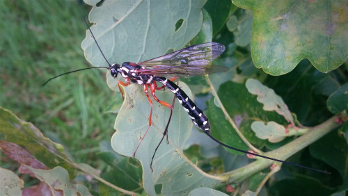 Rhyssa persuasoria - a very large ichneumon wasp which uses its ovipositor to lay eggs on woodwasp g