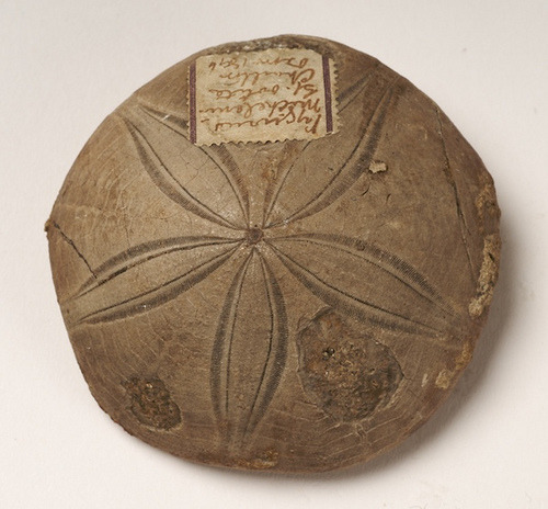 mizisham:Echinoid fossil, Clypeus michelini, GL2418 by Black Country Museums on Flickr.