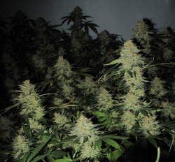 grow-your-weed:  Grow your own cannabis - Click here