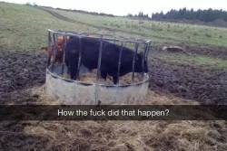 metangy:  farmers using snapchat is such