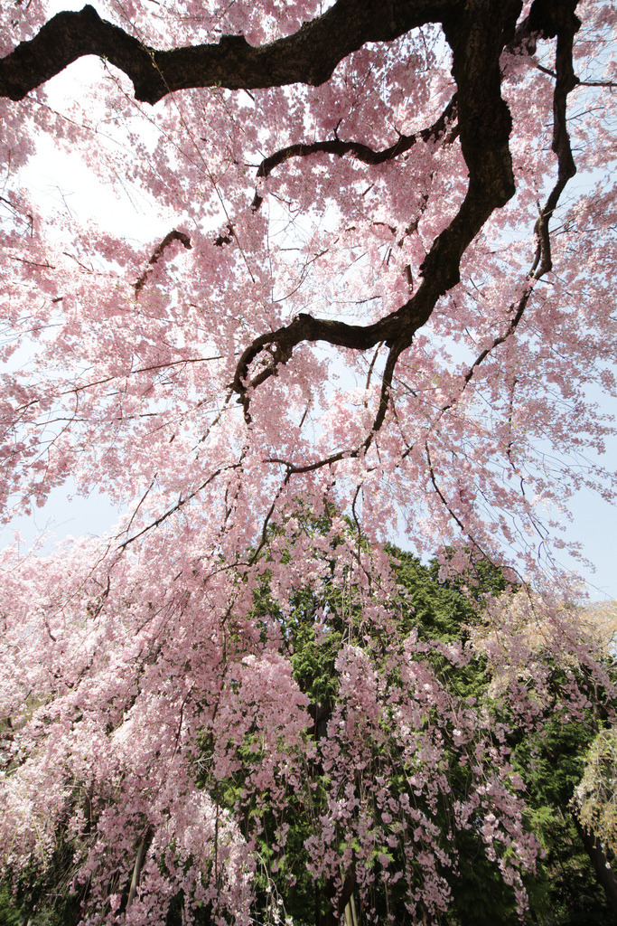burning-soul:  Photograph by Takashi(aes256) on flickr 