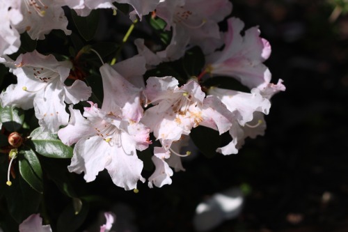 flowers in the shade