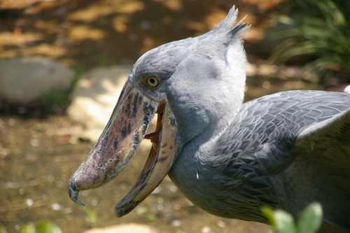 This stork-like bird is probably best known for, you guessed it, its massive beak. In fact, the bill