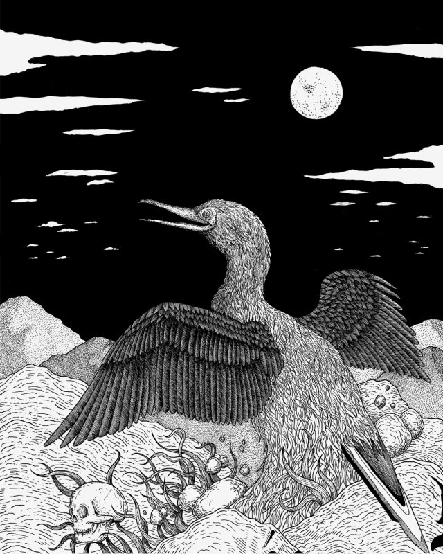 Phalacrocorax #Illustration#lineart#linework #Pen and Ink #drawing