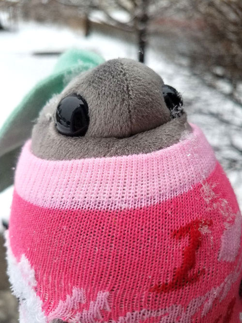 rootedincuteness:Ashleaf braved the cold for a little bit today to catch some snowflakes on her leaf