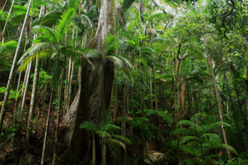 oceaniatropics:  Nightcap National Park, New South Wales, Australia, by Mark Parkes  