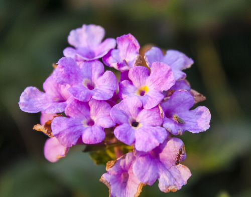 outdoormagic:Lantana by kn4ds