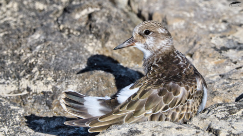 Turnstone - Rola-do-mar (Arenaria interpres)Oeiras/Portugal (8/09/2021)[Nikon D500; AF-S Nikkor 500m