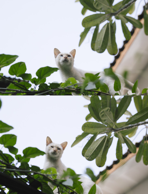 louisetakesphotos: Cat chronicles of Chiang Mai, Thailand. 