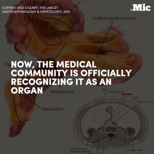 the-future-now:Researchers have identified a new organ in our digestive system: the mesenteryResearc