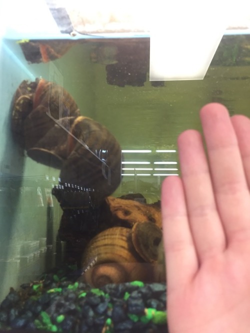 BIG boy BIG boy
