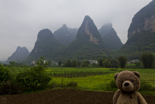 adventureswithteddy:Teddy takes a moment to enjoy the Karst mountains of south east China. Through f