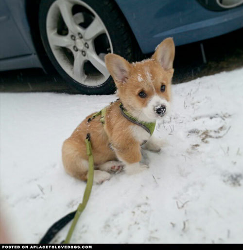 Sex aplacetolovedogs:  Cute Pembroke Welsh Corgi pictures