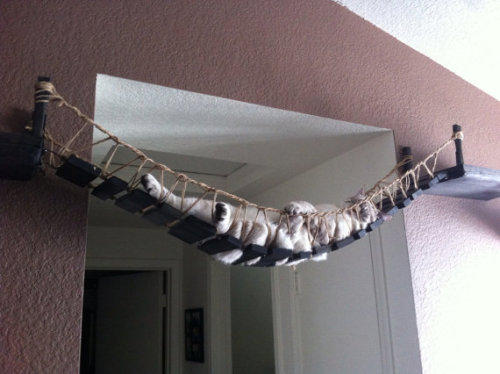 this, my friends, is a cat bridge, so that your cat can get from one side of the door to the other i