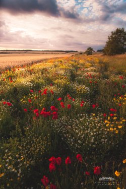 freddie-photography:  The Bucolic countryside,