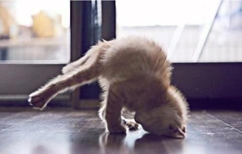 yogaholics:
embarcaderrrro this is meow