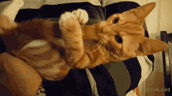 awwww-cute:  Cat nibbles in its tail. (Source: http://ift.tt/2mwppVo)
