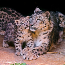 magicalnaturetour:   	Mother and cub by Tambako The Jaguar    	Via Flickr: 	Surely tender: mother Mayhan snuggling up with one of her cubs in the cave of the Basel zoo.  