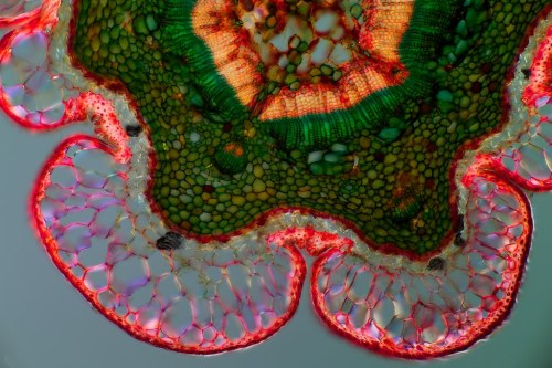 mucholderthen:  THIN SECTIONS of a TWIG from a FIR TREEby Eckhard Völcker (Tatcher a Hainu on Flickr)  Fir, Abies sp.This cut is from a twig of a fir tree in front of our house.   5x magnification 10x — details of the bark in polarized light