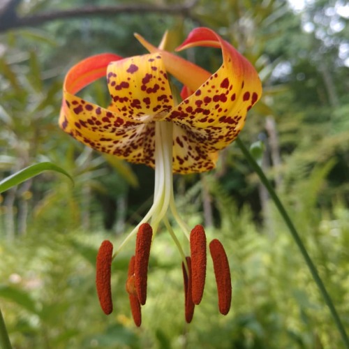 Lilium michauxii: The Carolina Lily This trio has been thwarted in its attempts to bloom for many ye