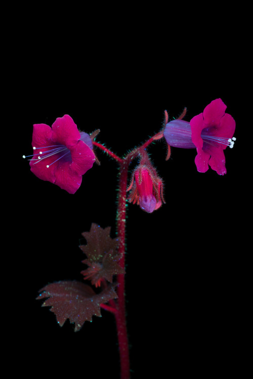 Phacelia minor, the California Bluebell, is a member of the forget-me-not family (Boraginaceae) ende