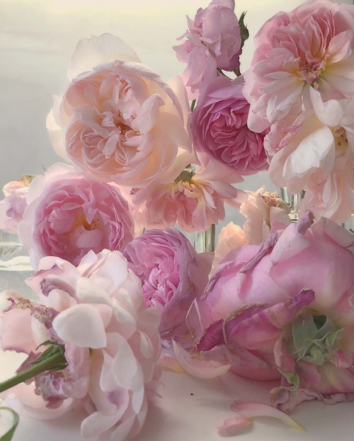 nevver:In lieu of flowers, Nick Knight