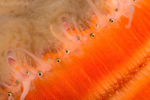 Many people have no idea what a Sea Scallop looks like when it’s alive. They are very differen