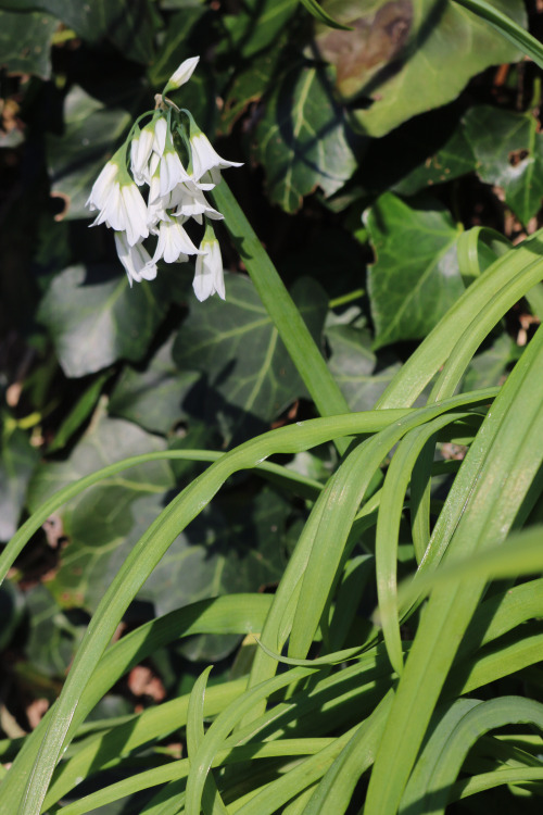 agavex-photography:Three-cornered garlic (Allium triquetrum). Pretty, but the most widespread and pe