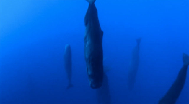 静寂の神秘「眠るマッコウクジラの群れ」を捉えた貴重映像:DDN