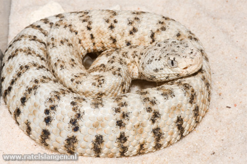exotic-venom: (Crotalus mitchellii pyrrhus) southwestern speckled rattlesnake