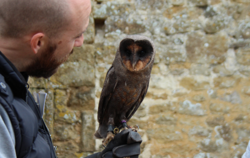 orcavian:  Melanistic Barn Owl (I never thought I’d get to see one of these!!)