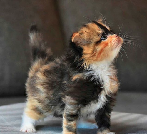 aww-cute-animals:this kitten’s coloring is just wonderful