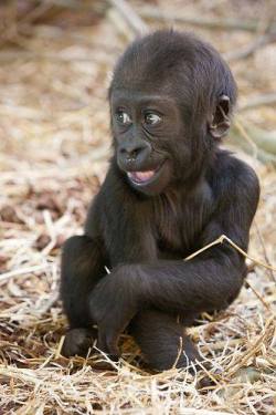schauteraber: animalsbuzz: Baby gorilla ‘Shambe’