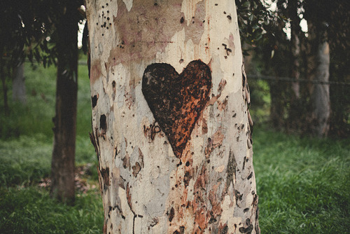 allthenaturalthings: nostalgic-dreaming: (via Carved Tree Heart | Flickr - Photo Sharing!) oh i love
