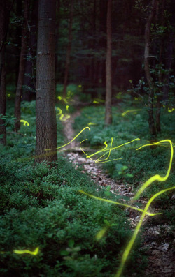 sh4rkies:  Fireflies. Long exposure.