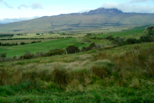 Paramo, Lower Slopes of Volcan Cotopaxi, Ecuador, 2009.These cool highland grassy areas are good for