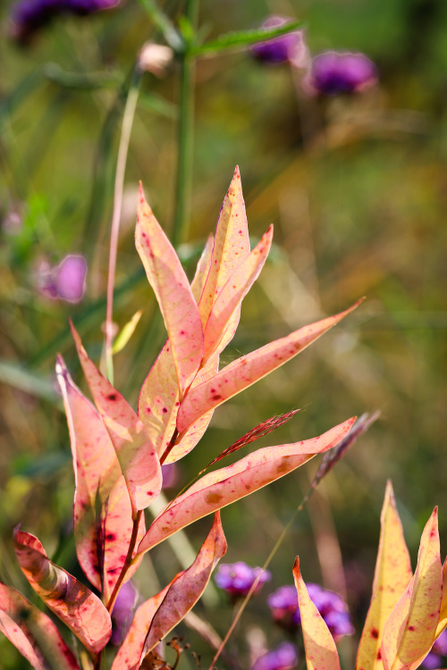 Rich, vibrant colors of fall.    Cool weather intensifiying the colors and starting the se