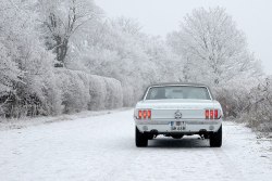 Ford Mustangs