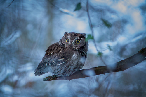 90377 - Western Screech Owl by Ken Shults