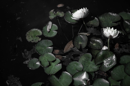 floralls:Water Lilies  by Rebecca Dale